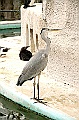 ueno park 43